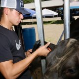 Lemoore High School Future Farmers of America  member Cannon Cano tends to his market steer at the annual Kings Fair.